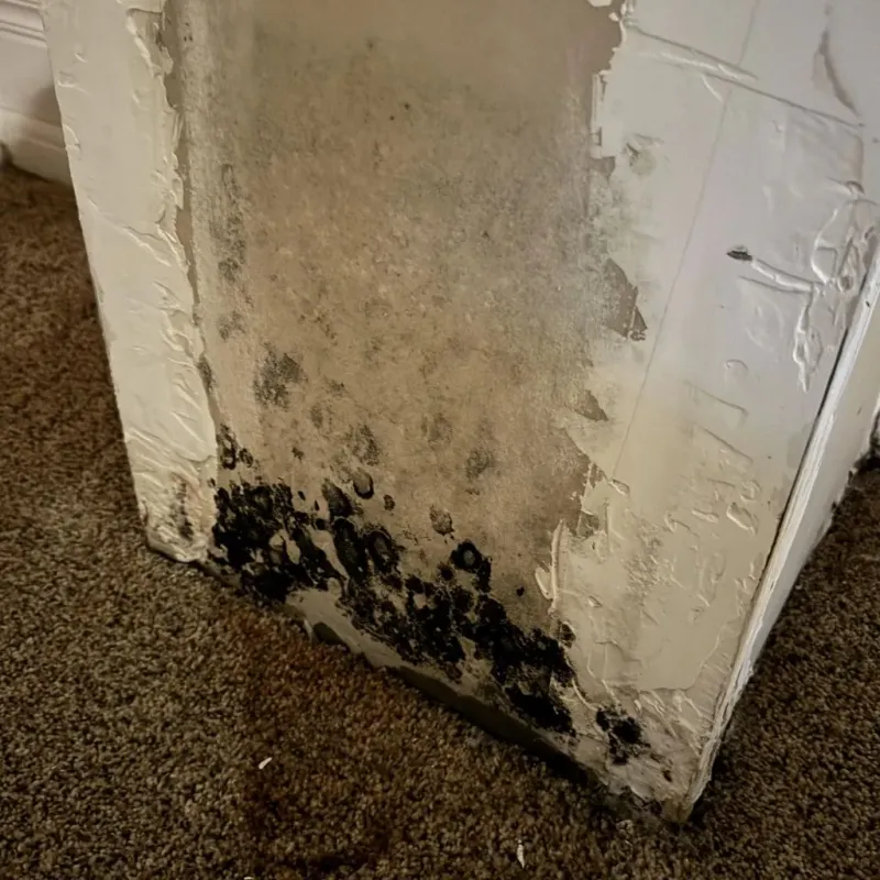 Professional Mold Removal in Converse County, WY